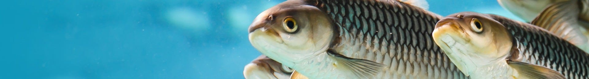 Omega 3 & Fish Oil Omega 3 & Fish Oil